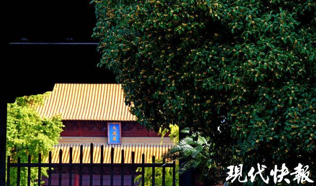 南京朝天宫的秋天，空气在“发糖”