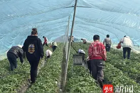 冬日草莓香，青春采梦行！常熟市碧溪街道浒浦渔业社区开展亲子采草莓活动图片
