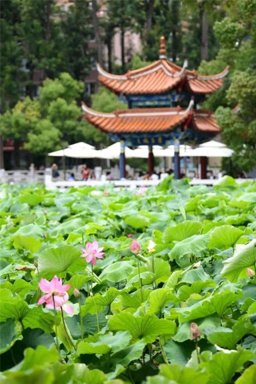 他们眼中的昆明｜来昆明，开启你的逃离酷暑计划……