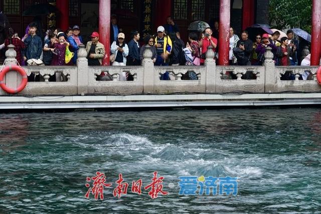 秋分遇秋雨，趵突泉水位七连涨
