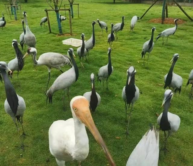 万羽齐飞！鄱阳湖观鸟季拉开序幕