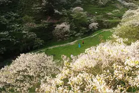 桐子故事丨峡河西流去图片