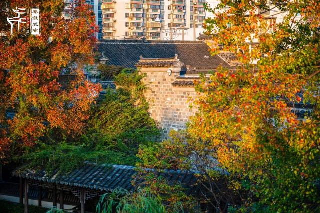 秦淮花事｜乌桕斑斓，半城秋色入画来
