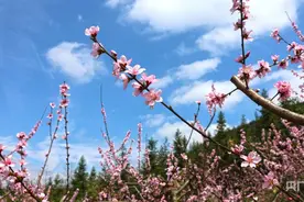 【发现春之美】春日踏青赏桃花图片