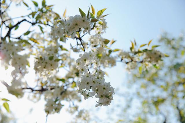高铁串起“双城花事” 呈贡“万溪梨花节”13日启幕