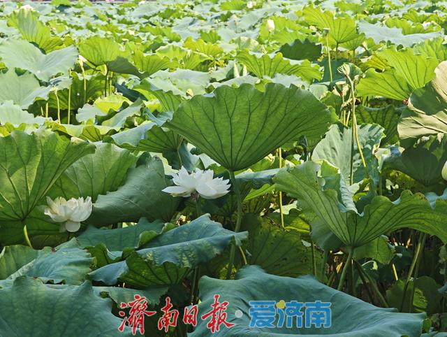 大明湖的白色浪漫已上线，错过再等一年！