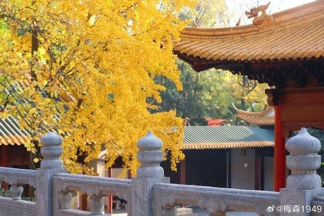 “西红柿炒蛋树”排队？快来秦淮开启“金黄时刻”！