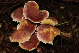 嘉定区首次开展大型真菌调查图片