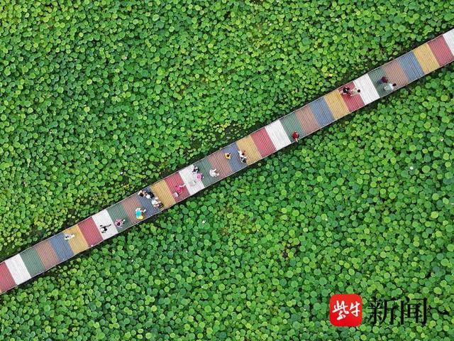 千年诗画铺展生态画卷 镇江金山荷花绽放央视荧屏