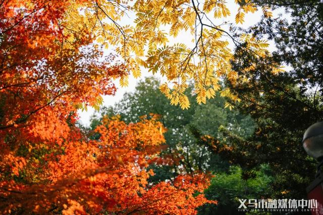 顶流来了！在骆宾王公园