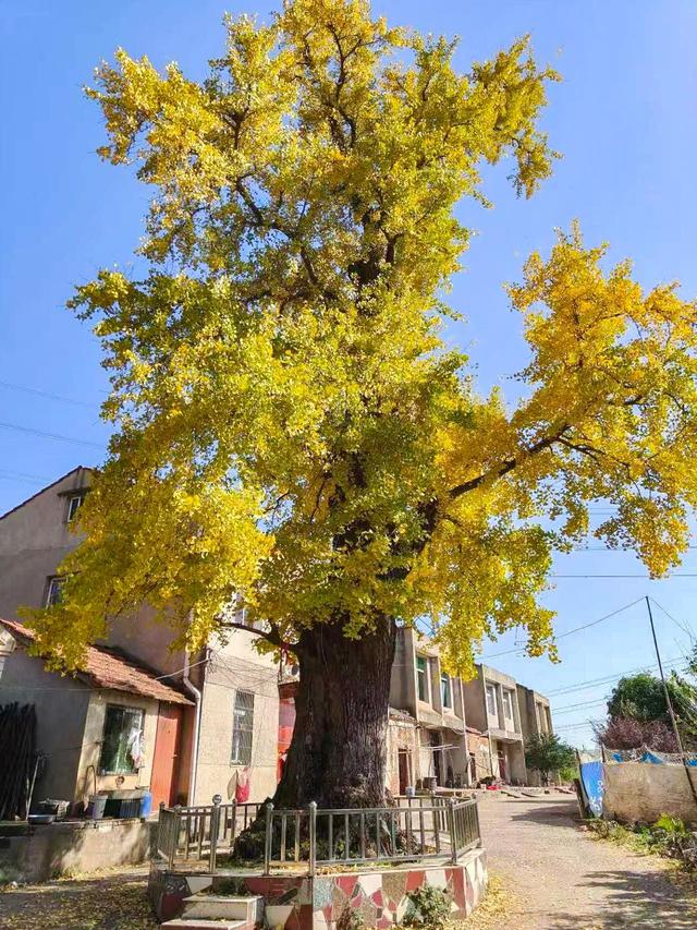 同为1300岁，武汉两株“银杏王”满树堆金