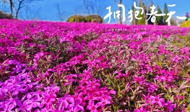 国庆拍照不扎堆！超多影视剧同款，市北这些“机位”别错过