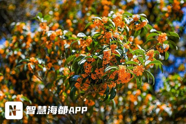 南安官桥一片寺：百年桂树，邂逅秋日