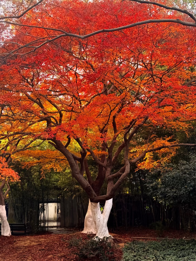 红枫“进度条”拉满，这些打卡地快收好！