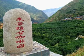 云南的第一棵咖啡树，竟是法国人种下的？图片