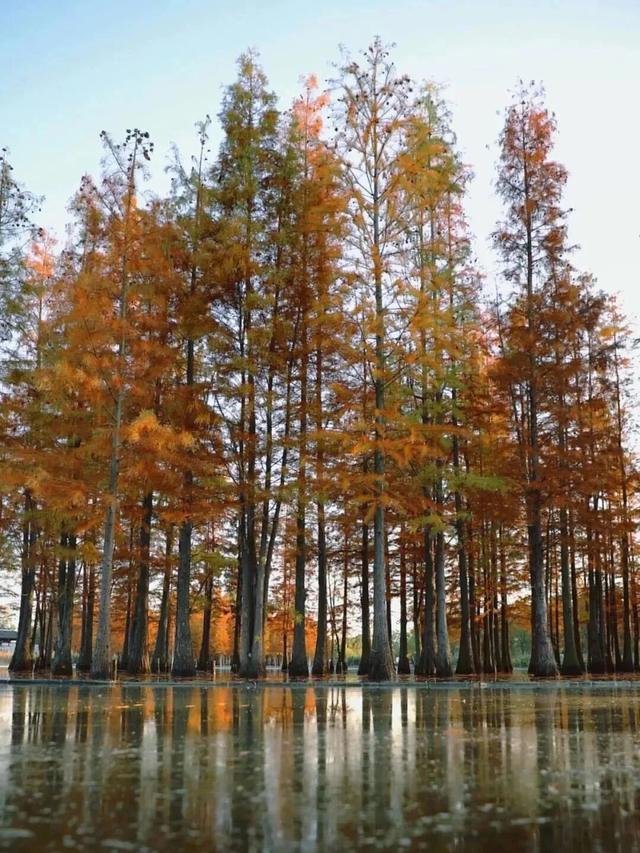 成都限定红！水杉最美季节上线，赶紧打卡！