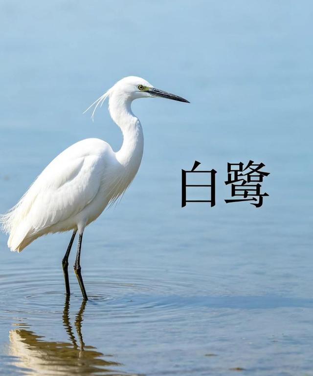 新知|五一宝藏观鸟地：沉浸式邂逅万鸟翩飞