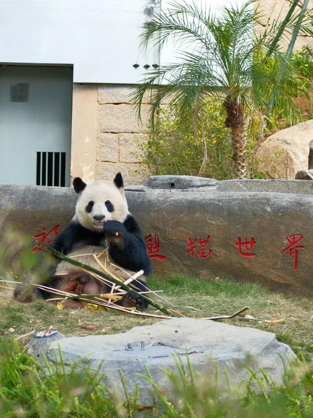 欢迎来到熊猫的家！保姆级攻略请收好！