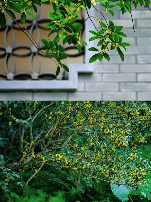 这是一条有味道的推送眼下的南宁 “桂” 气冲天，这泼天的“馥桂” 真香