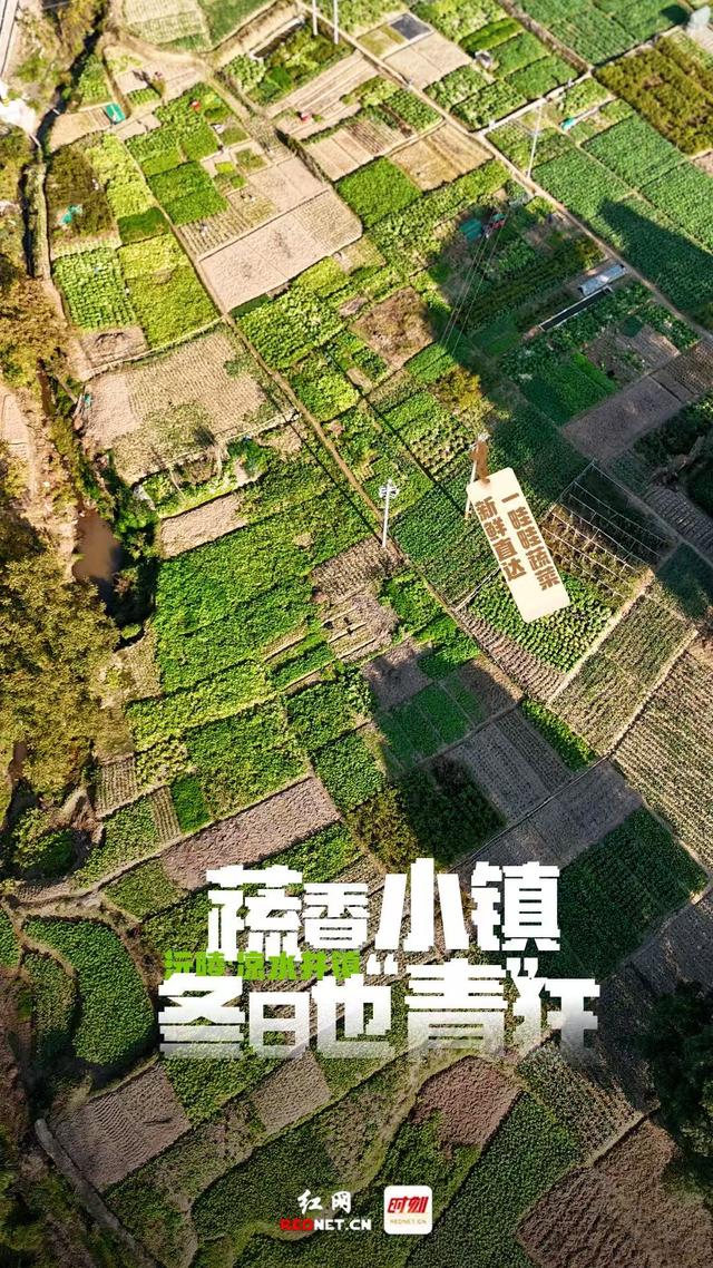 海报 | 沅陵凉水井：蔬香小镇冬日也“青”狂