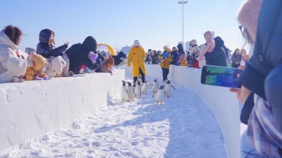长春新区北湖企鹅村第二季盛装启幕