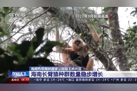 海南热带雨林国家公园：长臂猿种群数量稳步增长 中华穿山甲罕见亮相图片