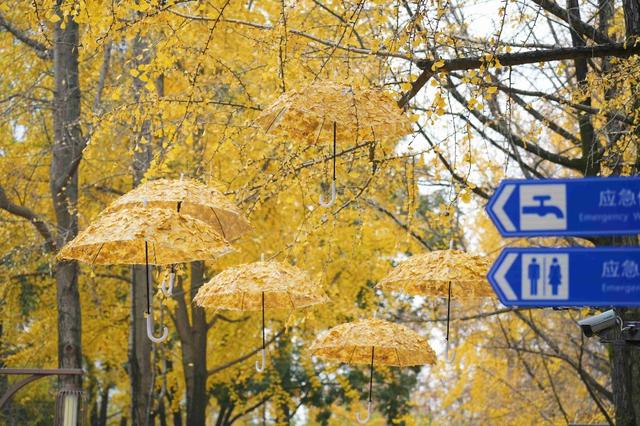 “落叶缓扫”，留住了这份“冬日限定浪漫”