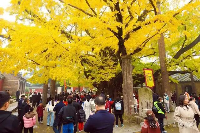 大胆预测！这个周末，日照这里将要爆满！