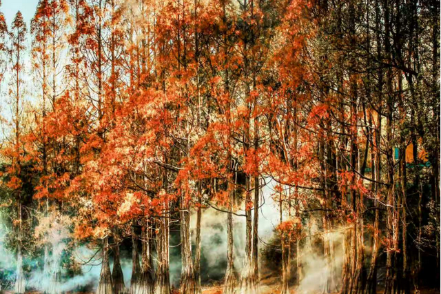 弋阳这片红杉林已上线“顶配冬日皮肤”，暖到心坎里！