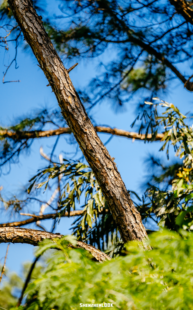 开在公园里的玻璃书房 · 深圳新安静空间