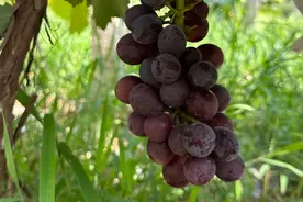 水果店老板不会告诉你的挑葡萄方法，都在这里了！图片