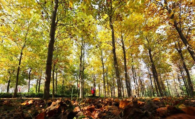 威海人秋日必冲！红枫织锦、马褂木染金，两处“隐藏款”林地拍照超出片