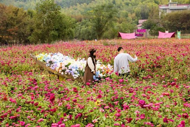 衢江这里的花开爆了！自带滤镜，超出片→