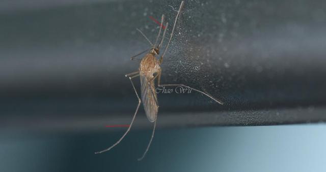 北京雪地惊现蚊子爬行，蚊子出现抗寒性了？