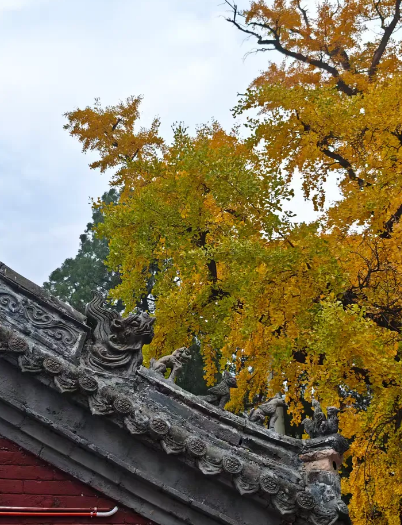 错过再等一年！郑州10大银杏观赏地推荐！