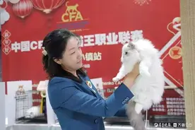 撸猫赏民俗购非遗！中国CFA国际猫王职业联赛在开发区举行图片