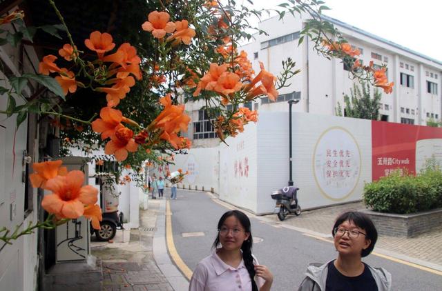江苏苏州：立秋凌霄花儿开