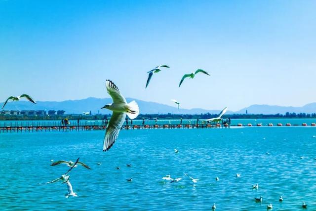 来昆观鸥！这样不堵！