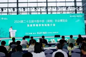 张家界莓茶专场推介会在湖南长沙举行 新质生产力推动莓茶产业高质量发展图片