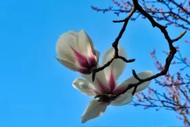 玉兰花绽放清香四溢图片