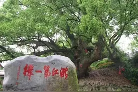 “浙江第一樟”入选 “中国十大最美古樟树”图片