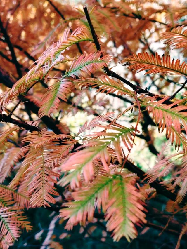 银杏抖落金箔，枫叶浸了酒红！国家植物园赏秋最佳时
