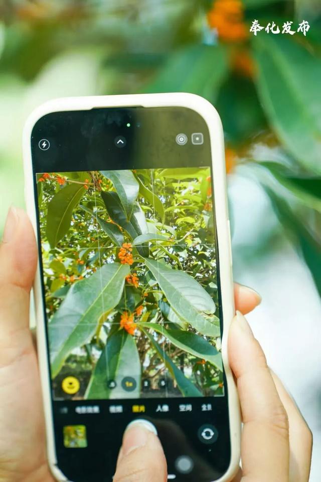 开了开了！奉化的秋天，真࿐香࿐啊࿐