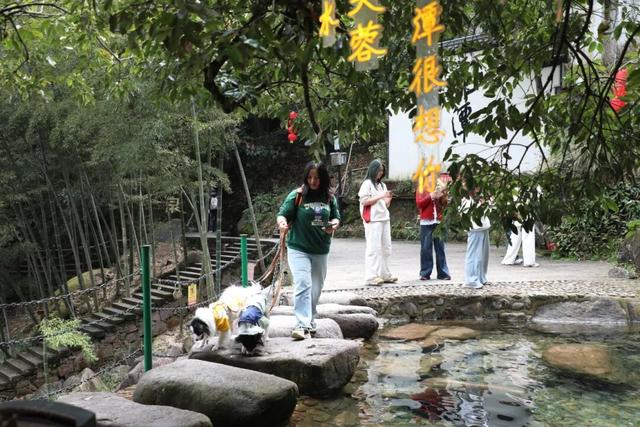 大批“毛孩子”到达！池州这个景区太受宠