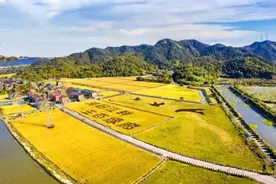 稻浪金黄鱼鸭欢畅 杭州超10万亩稻田推广综合种养图片