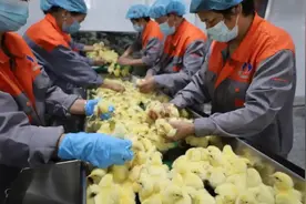 年出鸡苗2亿羽，亚洲最大单场肉鸡孵化中心在滨州投产图片