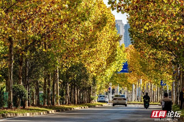 梧桐染晨光，一条路藏尽长沙的温柔