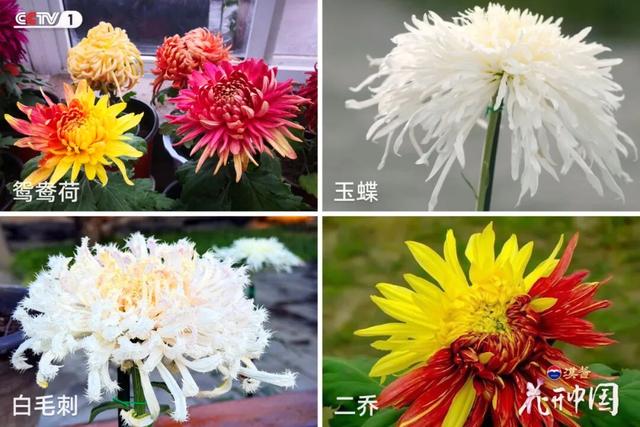 《花开中国》北京篇（上）：岁寒菊香 满城芳华