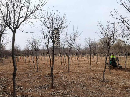 焕新归来！沂水东皋公园：四季有景夜有光 古塔生辉美出圈