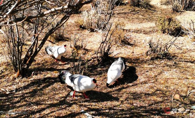 C视觉·C位追山⑨丨每一张都是手机屏保 隔屏仰望亚丁三大雪山